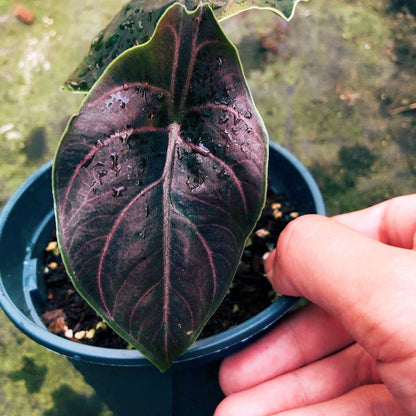 Jewel Alocasia ( Alocasia azlanii )