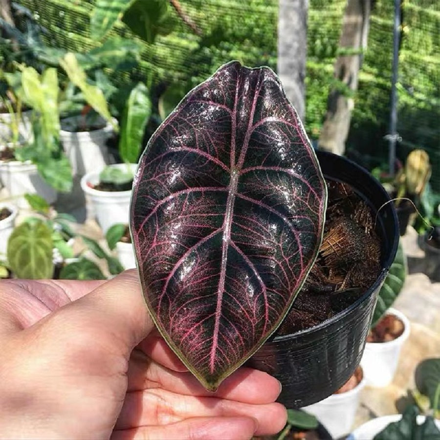 Jewel Alocasia ( Alocasia azlanii )