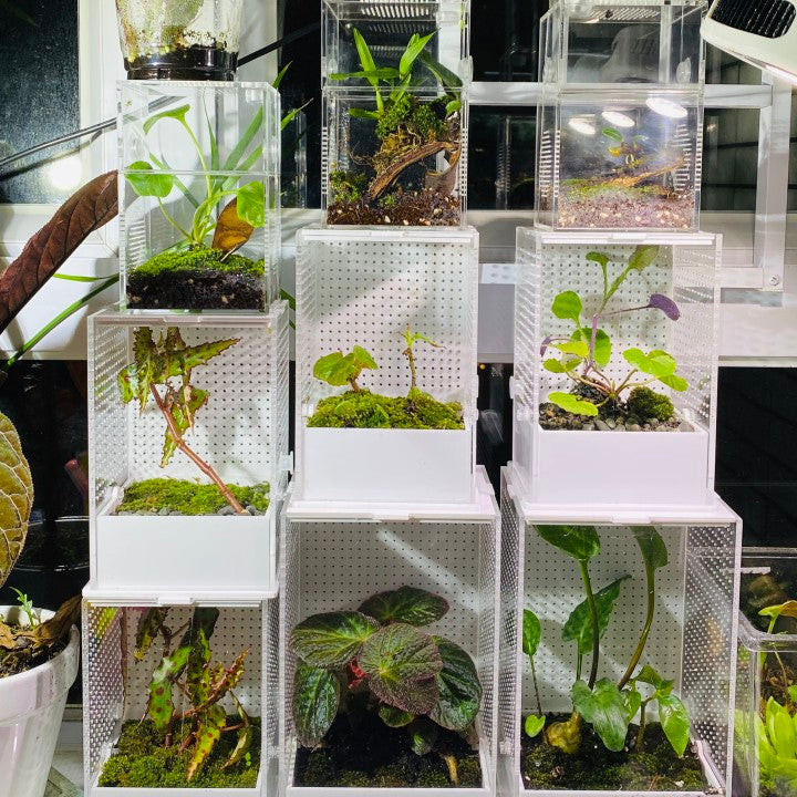 plants for jumping spider enclosure Jumping Spider / Mantis Enclosure Cage Terrarium
