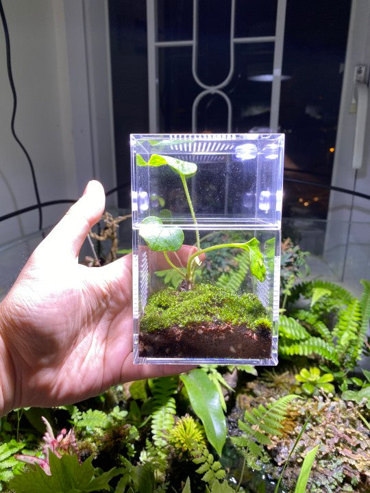 Kamer Reptielen Voederbox Insectenkweekkooi met Lade Acryl Transparant Mini Huisdier Habitat Terrarium voor Slang Spin Hagedis Schorpioen Duizendpoot (Upgrade 42x42x66cm Kamer Reptielen Voederbox Insectenkweekkooi met Lade Acryl Transparant Mini Huisdier Habitat Terrarium voor Slang Spin Hagedis Schorpioen Duizendpoot (Upgrade 42x42x66cm