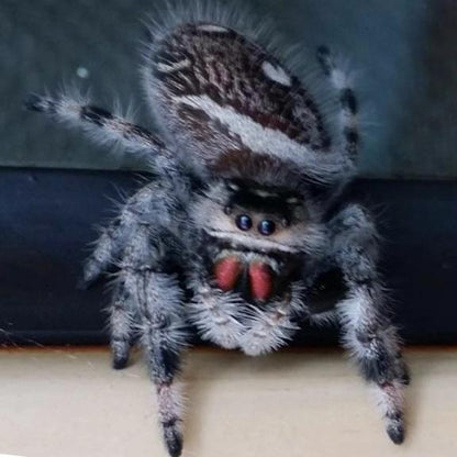 Regal Jumping Spider (Phidippus regiu)