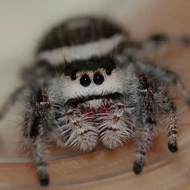 Regal Jumping Spider (Phidippus regiu)