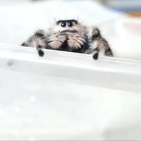 Regal Jumping Spider (Phidippus regiu)