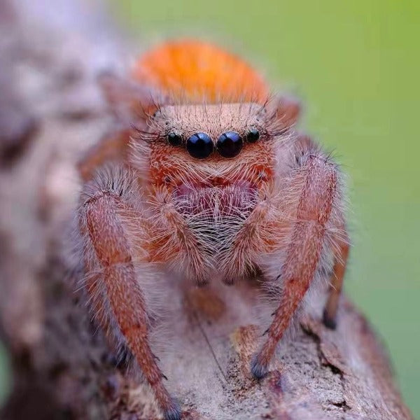 Jumping Spider ( Phidippus pius )