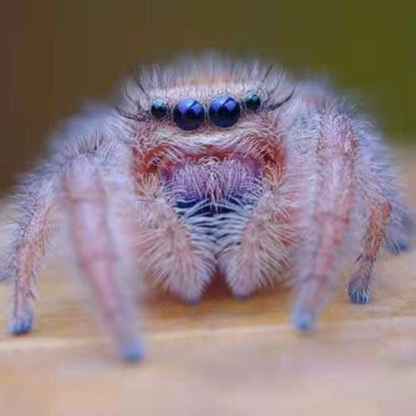 Jumping Spider ( Phidippus pius )