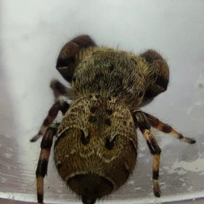 Jumping Spider ( Rhene albigera  )