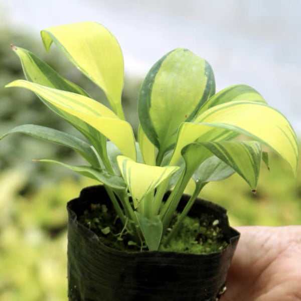 June Hosta