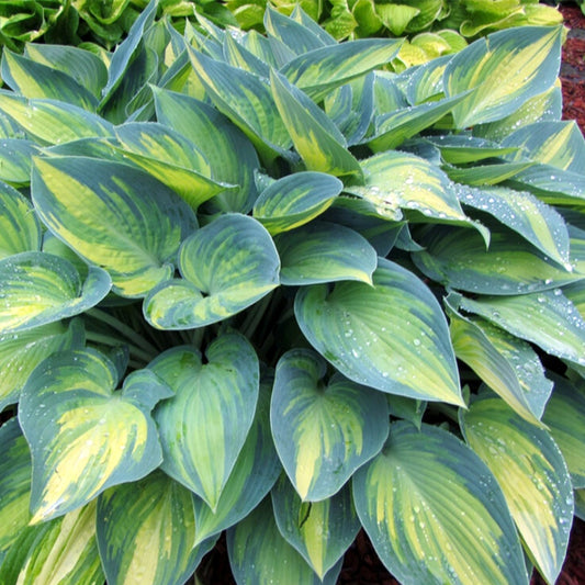 June Hosta