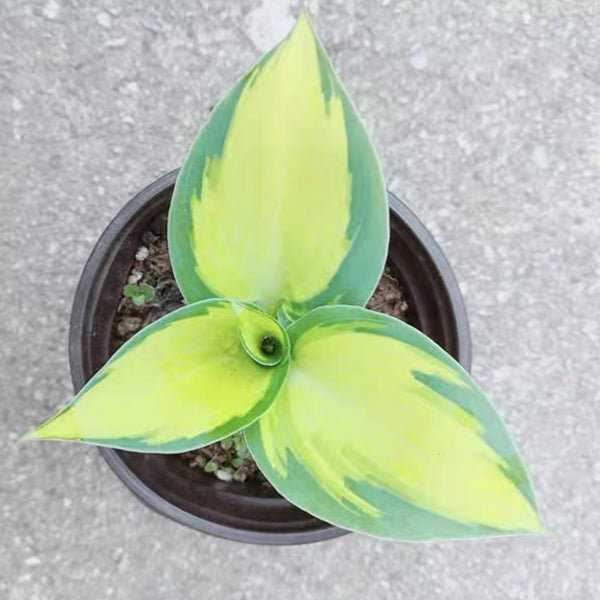 June Hosta