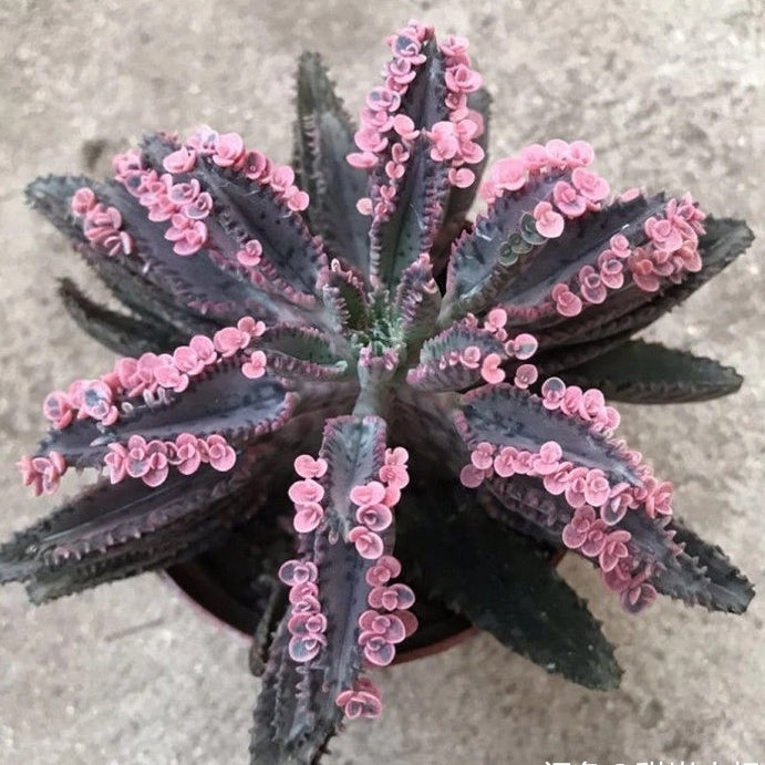 Kalanchoe Daigremontian Hybrid ( Kalanchoe adans )