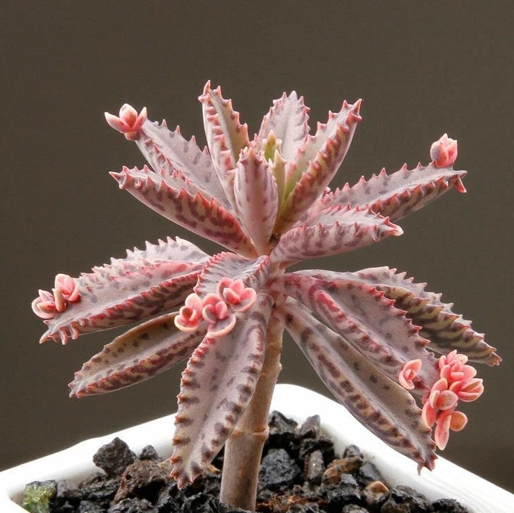 Kalanchoe Daigremontian Hybrid ( Kalanchoe adans )