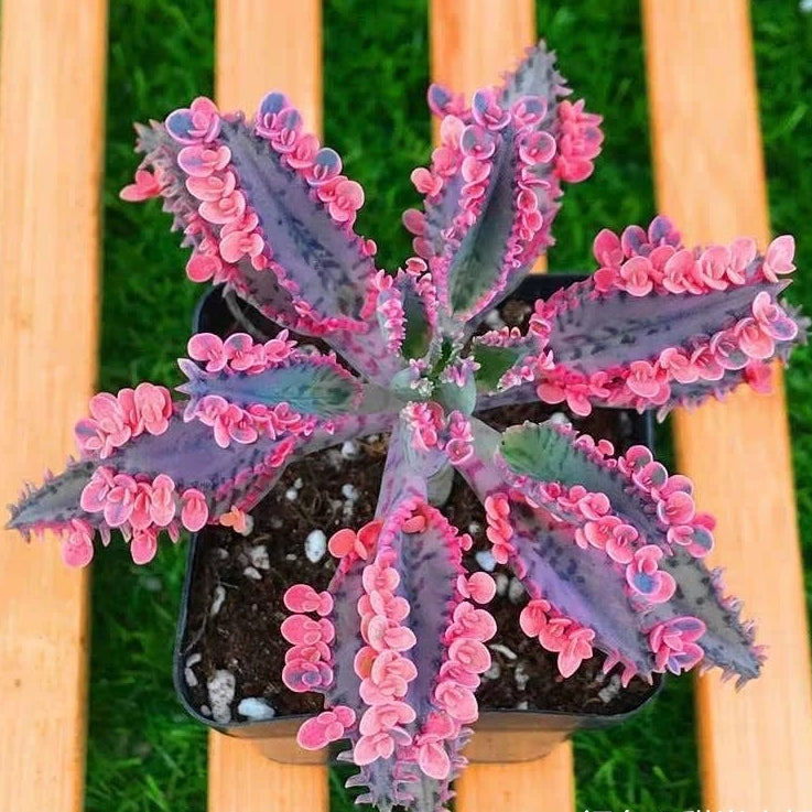 Kalanchoe Daigremontian Hybrid ( Kalanchoe adans )