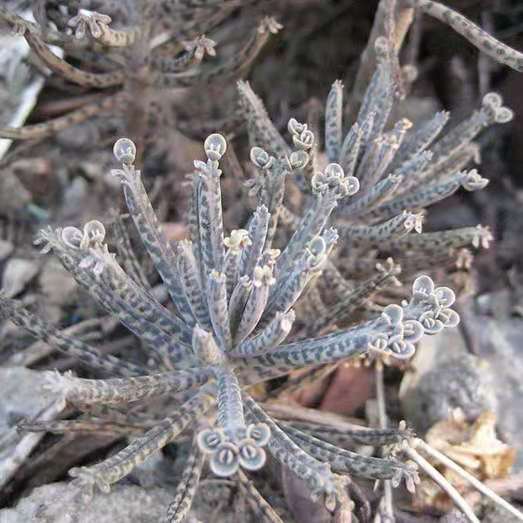 Kalanchoe delagoensis