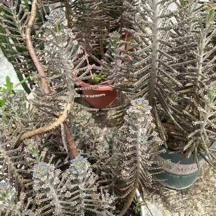 Kalanchoe delagoensis