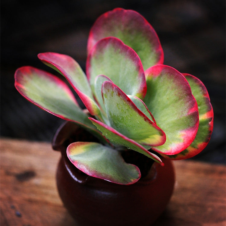 Kalanchoe luciae ' Fantastic '