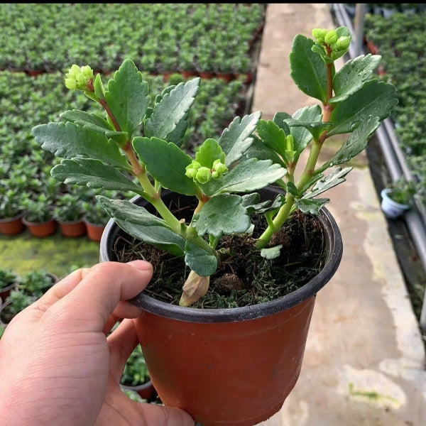 Beach Bells ( Kalanchoe manginii ‘ Wendy Sunny Balloon ’ )