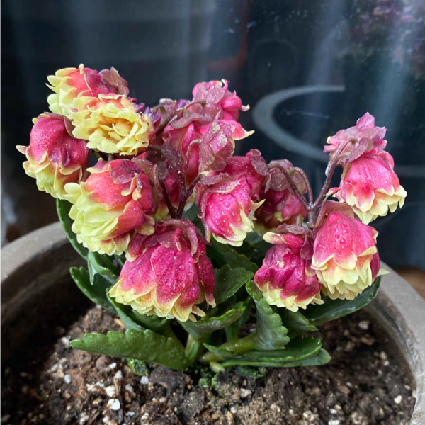 Beach Bells ( Kalanchoe manginii ‘ Wendy Sunny Balloon ’ )