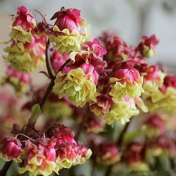 Beach Bells ( Kalanchoe manginii ‘ Wendy Sunny Balloon ’ )