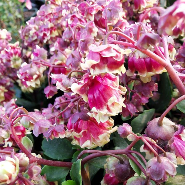 Beach Bells ( Kalanchoe manginii ‘ Wendy Sunny Balloon ’ )