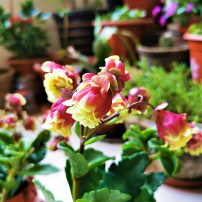 Beach Bells ( Kalanchoe manginii ‘ Wendy Sunny Balloon ’ )