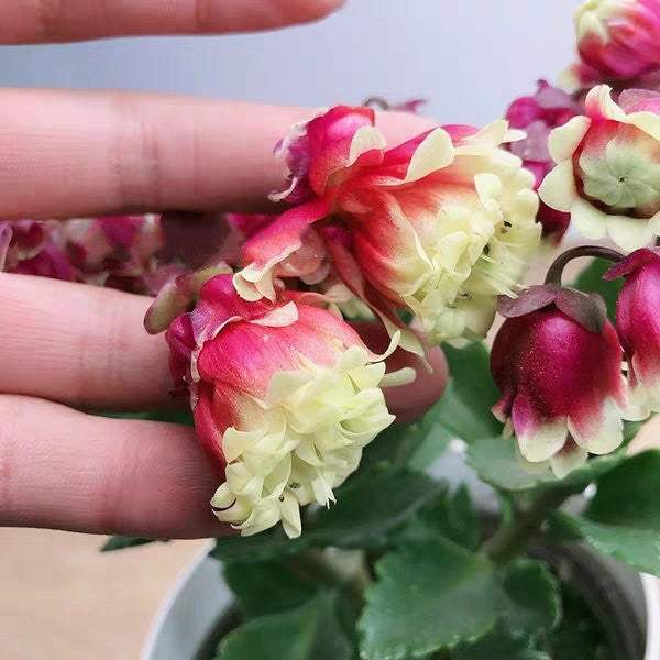 Beach Bells ( Kalanchoe manginii ‘ Wendy Sunny Balloon ’ )