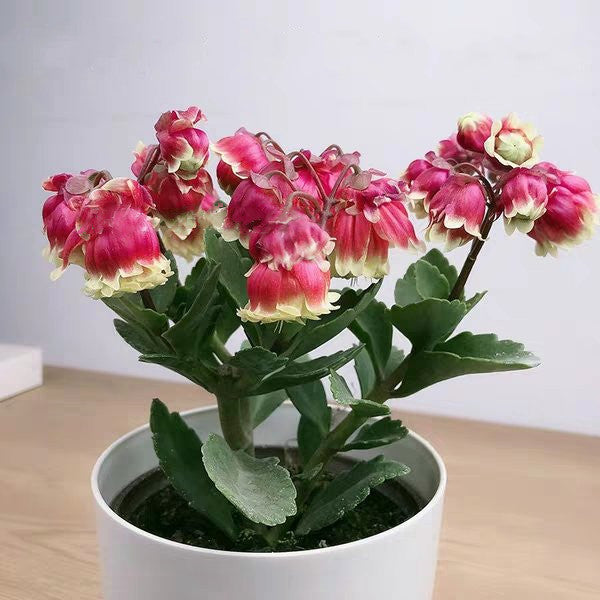 Beach Bells ( Kalanchoe manginii ‘ Wendy Sunny Balloon ’ )