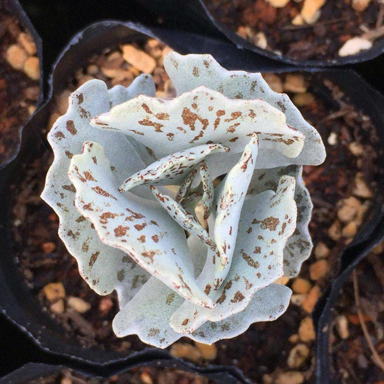 Kalanchoe rhombopilosa