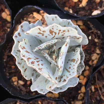 Kalanchoe rhombopilosa