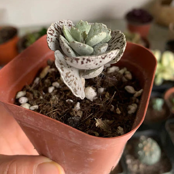 Kalanchoe rhombopilosa