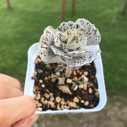 Kalanchoe rhombopilosa