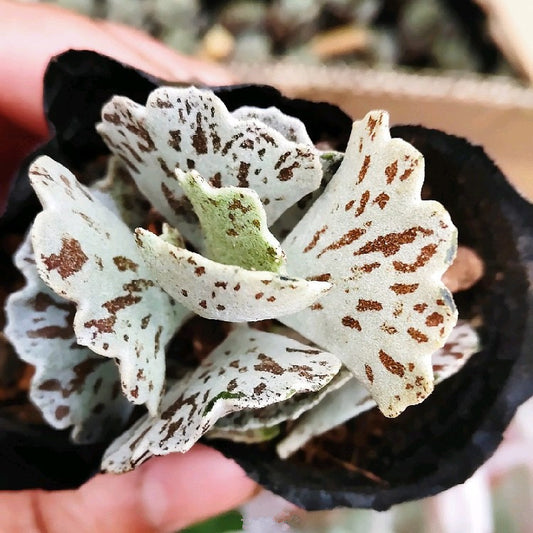Kalanchoe rhombopilosa