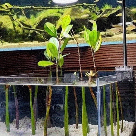 Red Mangrove Plants ( Kandelia candel )