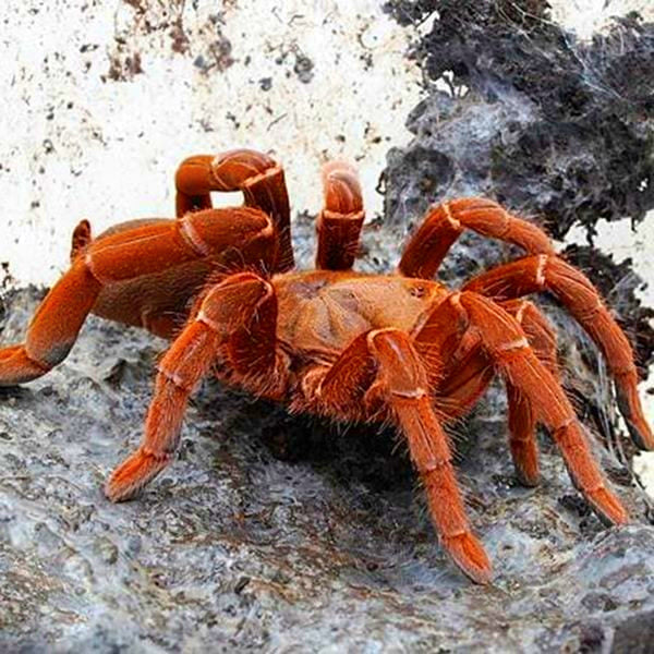 King Baboon Tarantula (Pelinobius muticus)