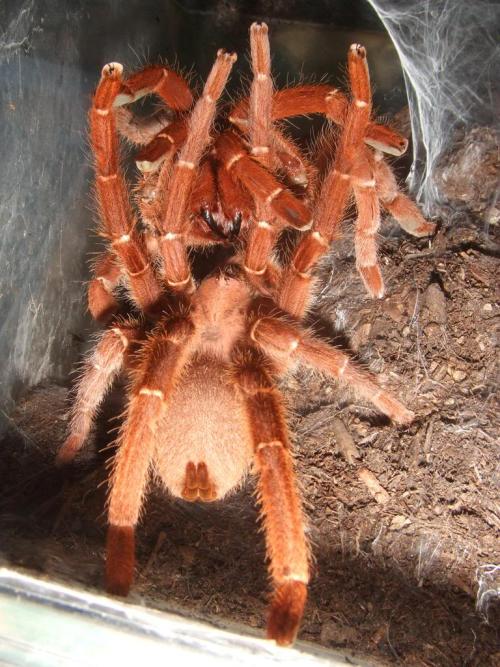 King Baboon Tarantula (Pelinobius muticus)