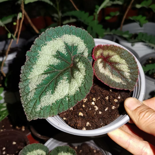 King Begonia (Begonia rex Putz)