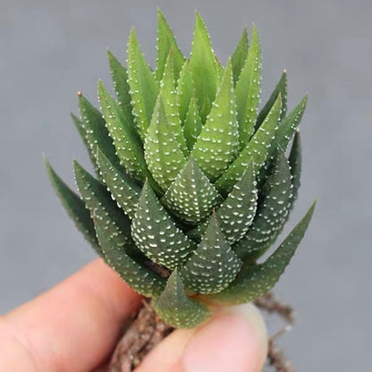 Haworthia Koteki Nishiki hybrid