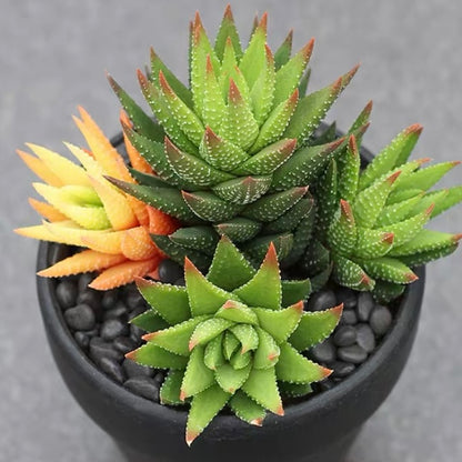 Haworthia Koteki Nishiki hybrid