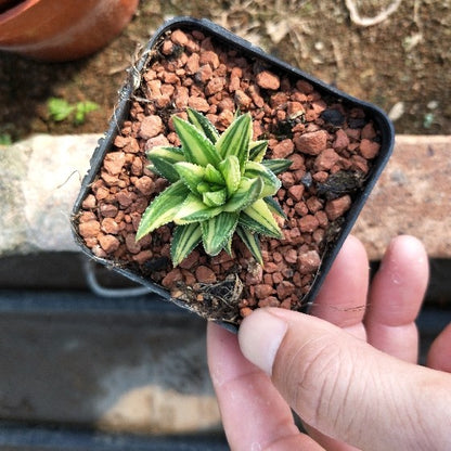 Haworthia Koteki Nishiki hybrid