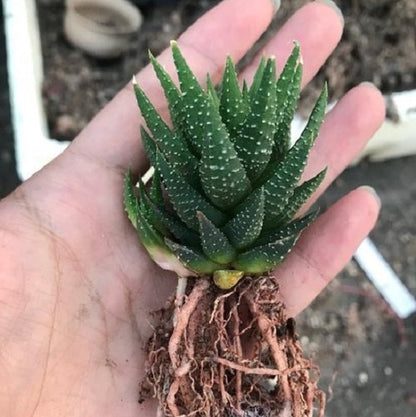 Haworthia Koteki Nishiki hybrid