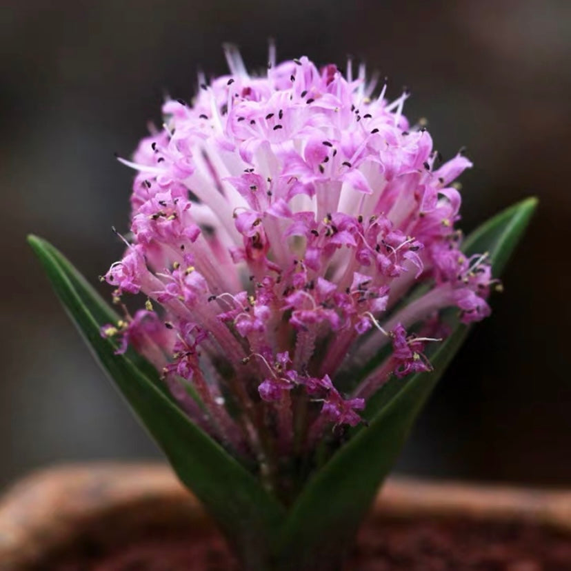 Lachenalia ensifolia