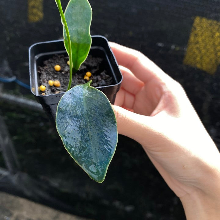 Microsorum siamense