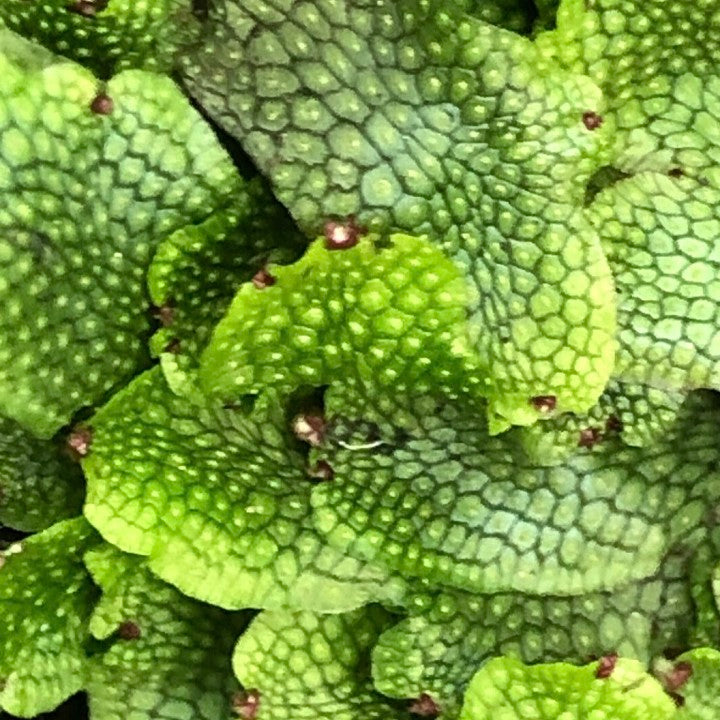 Snake Scales Liverwort(Conocephalum conicum)