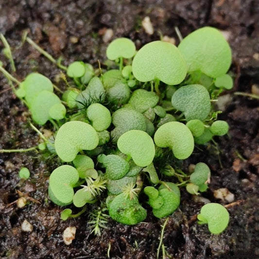 Hearts Bladderwort (Utricularia nephrophylla x geminiloba)