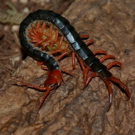 Chinese Red Head Centipede var Red Leg (Scolopendra mutilans)