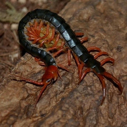 Chinese Red Head Centipede var Red Leg (Scolopendra mutilans)
