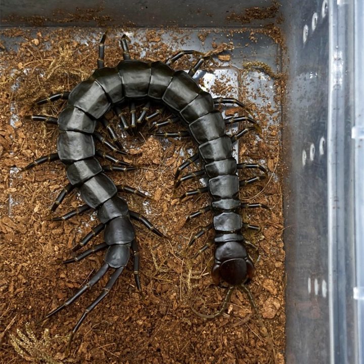 Chinese Giant Tiger Leg Centipede 'black legs' (Scolopendra hainanum)