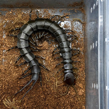 Chinese Giant Tiger Leg Centipede 'black legs' (Scolopendra hainanum)