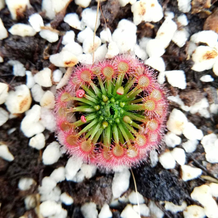 Drosera x lake badgerup  (Drosera x badgerupii)