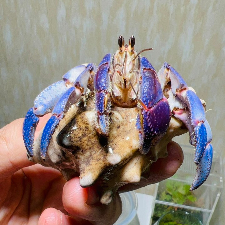 Japanese Blueberry Hermit Crab (Coenobita Purpureus)