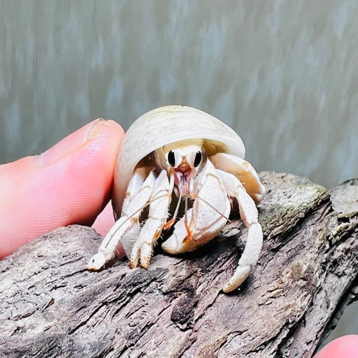 Tawny Hermit Crab( Coenobita rugosus var. white )